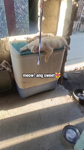 kahit maliit nagsisiksikan sila dyan palagi😁 #catvideo #catlife #catsoftiktok #cats #cat