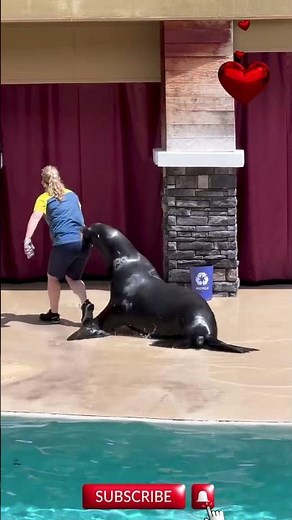 Epic Seal Show Caught on Camera Unbelievable Tricks & Fun Moments