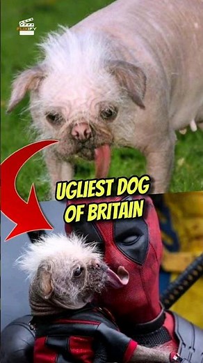 The ugliest dog of Britain is playing Dogpool in Deadpool and Wolverine