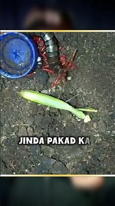 The Most Dangerous Centipede on Earth 😱 | Nature’s Real Monster #facts #ytshorts #amazingfacts