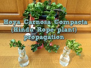 Hoya Carnosa Compacta Propagation