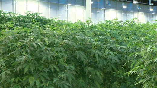 Aurora Cannabis downsizing part of ‘right-sizing’ industry: analyst