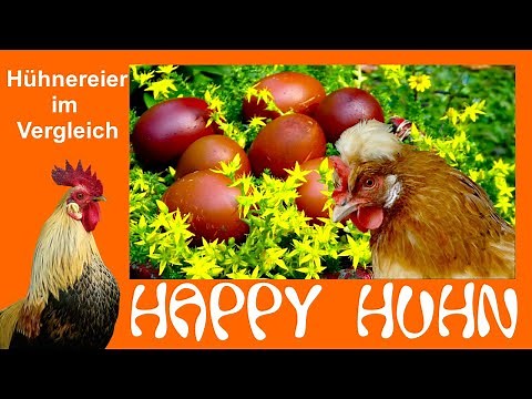 E30 chicken eggs in comparison - HAPPY CHICKEN - Which breed lays which eggs, good laying chickens
