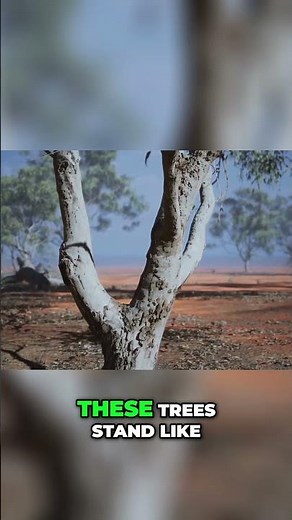 Kalahari Desert: Ancient Secrets & Breathtaking Beauty