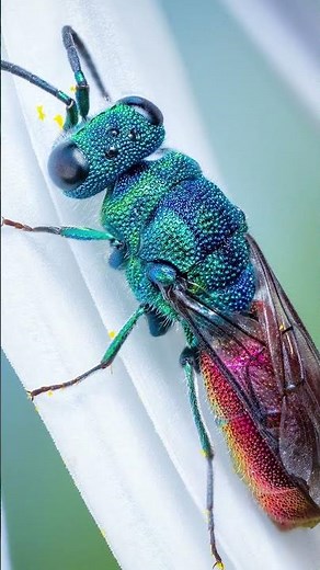 What I see what I shoot / Goldwespe in Eskalation #macrophotography