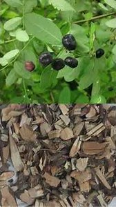 Bài Thuốc Chữa Bệnh Thận Hư, Thận Ứ Nước, Từ Cây Nổ, Cây Mực, Cây Muối Và Cây Quýt Gai