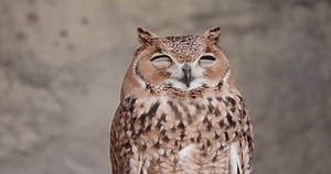 Desert Eagle Owl Pharaoh Eagle-owl Natural Stock Footage Video (100% Royalty-free) 3636460673 | Shutterstock