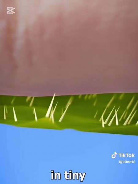 Understand the Danger of Australia's Stinging Trees