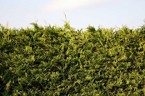 Planting Distances for Juniper