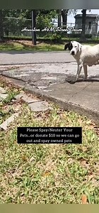 1.3K views · 35 reactions | #dog #dogrescue #animalrescue #doglife #puppy #dogs #dogsofinstagram #storytime #foryou #viral | DOG Lovers | Facebook