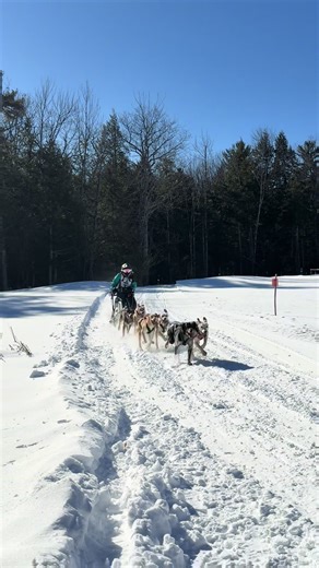 Some sled dog racing action from Laconia NH. Blue bird day! #newhampshire #sleddogs #dogsledding #dogs #winter