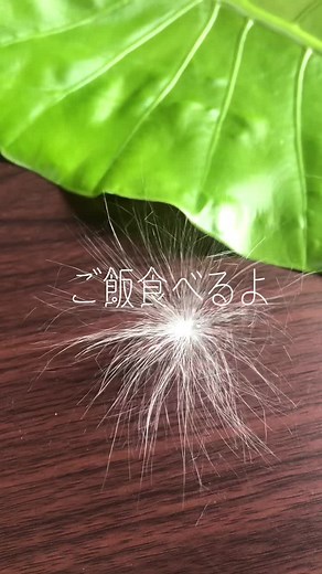 ケサランパサランの食事の様子