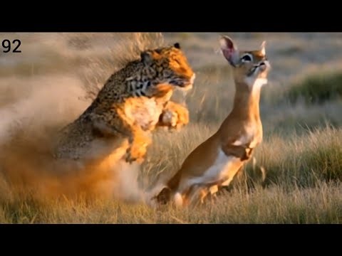 Leopard vs deer | leopard ambushed to hunting deer ‪@Latestsightings‬