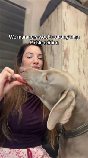 Weimaraners and pickles😂 #haha #funny #funnyshorts #funnyvideo #comedy #weimaraner #dogs #funnydogs