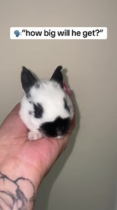 A very big boy #big #fyp #bigrabbit #giant | Flemish Giant Rabbit