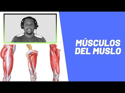 Anatomía de los Músculos del Muslo
