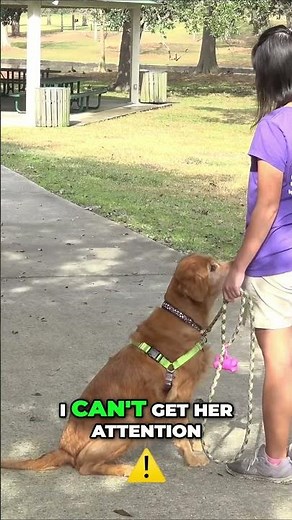 How to Get Your Dog to Pay Attention: Essential Tips Walks and Beyond Training Tips #dogtraining101