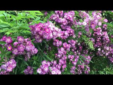 Rambling rose Veilchenblau | Old rose | My English Rose Garden