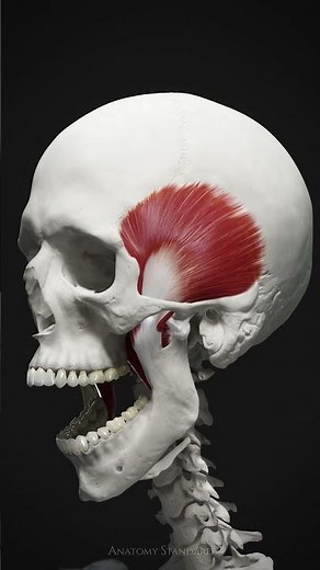 Mastication in Motion #anatomystandard #TMJ #mastication #masseter #temporalis #dentalanatomy