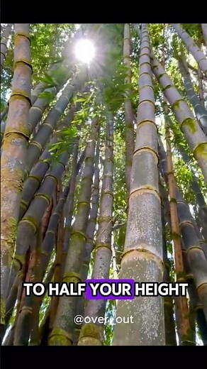 Bamboo: Fastest Growing Plant Ever!