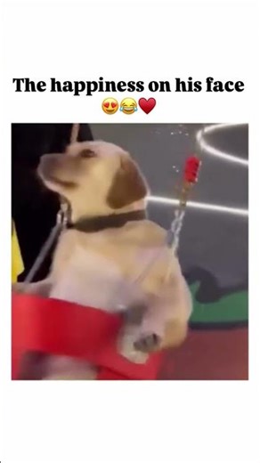 The happyness on his face😍😂❤️ #shorts #funnyshorts