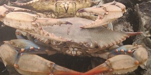 Changes coming to blue crab fishing in the Lowcountry