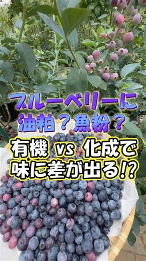 ブルーベリーに油粕？魚粉？有機 vs 化成で味に差が出る!? 2025年4月 @kittoyoigarden 「ブルーベリーの味、肥料で変わる!? 有機と化成、どっちで育てる？」 【有機施肥計画】赤枠：4月の施肥 「有機派は、綿実油粕と魚粉でガッチリ栄養補給！ 60ℓ鉢にはそれぞれ120gと60g！」 【化成施計画】赤枠：4月の施肥 「化成派は、IB化成でシンプルに！ 60ℓ鉢には60g。コーティングされてて根に優しい！」 【Q&A】 Q：「油粕は菜種油粕じゃダメなの？」 A：「菜種油粕はpHを上げがち！ブルーベリーには「綿実油粕」の相性が◎」 Q：「施肥を忘れてたから前の分と足してあげてもいい？」 A：「ダメです！根の吸収できる量は決まってる。だから今月分だけ与えて」 Q：「牡蠣殻や硫酸カルシウムはいつ撒くの？」 A：「12月〜2月に寒肥として、株元に撒いて」 忙しい方は“化成施肥計画”を参考に！ 味の違い、あなたはどう思う？コメントで教えてね🍇 きっと良いガーデンでした！ #ブルーベリー栽培 #有機肥料 #化成肥料 #家庭菜園 #施肥スケジュール #きっと良いガーデン | きっと