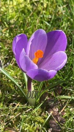 Springtime in Germany