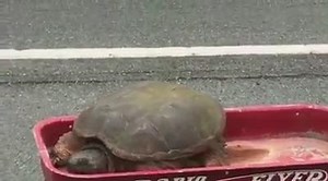 TURTLE TRANSPORTER | A little red wagon, some residents and a police officer made sure this turtle made it across the road. Nice work by the Prince William County Police Department. | 10 Tampa Bay