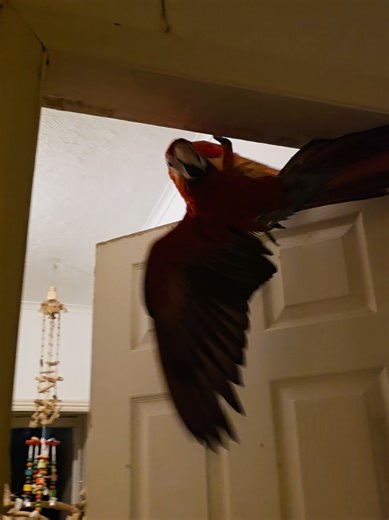 Funny Moments with Exotic Pets: Scarlet Macaw Antics