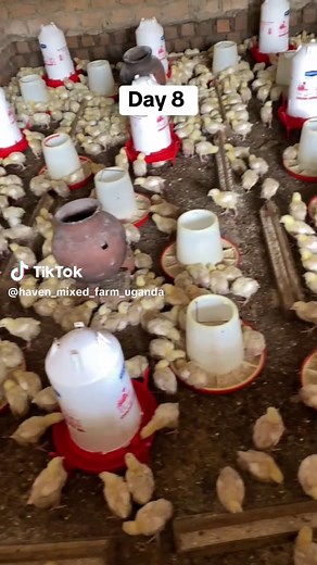 Commercial Poultry Farming in Uganda - Day 8 Update