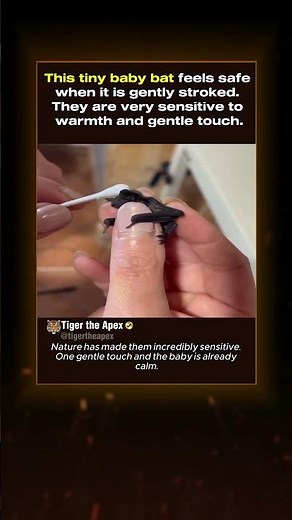 Tiny Baby Bat on Finger #bat #cuteanimals