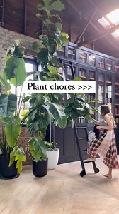 56K views · 196 reactions | Don’t ask me about the 235 sticky notes stuck to my computer...But my plants? My plants are clean  Share this with someone who would rather do plant chores or tell me below if that’s you! #plantchores #neemoil #plantcare #plantparent #houseplantsmakemehappy | Happy Happy Houseplant | Facebook