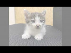 - Semilla -でリトフェインを作ってみよう！