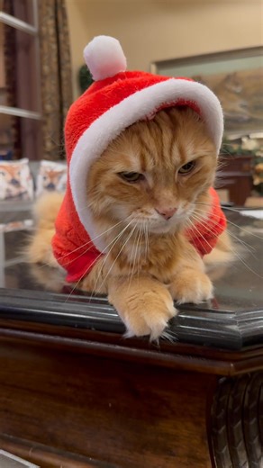 5.3K views · 833 reactions | While we suffer at home in Michigan since Mom ditched us for a few day in Florida, poor Jack the Cat is enduring his own suffering being subjected to Mom's addiction to shopping at Homegoods. Did you know that a Small dog Santa suit can fit a cat? Jack found that out the hard way and he is now secretly plotting Mom's demise  Max & Katie the Great Danes | Lady Darla's Legacy - The Squirrel Patrol | Facebook