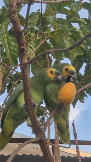 1.9K views · 103 reactions | "Sharing some delicious and tasty snacks with my birdies 列." #sharings #delicious #tasty #fyp #snacks #birds #trending #reels | Rodelyn Kileste | Facebook