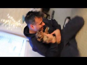 Morkie puppy first day home