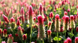 9 Ways Planting Cover Crops Can Improve Soil Health In Your Garden