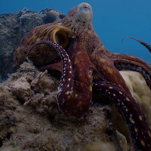 60K views · 1K reactions | Get ready to be transported to the alien world of octopuses  From James Cameron and narrated by Paul Rudd, #SecretsOfTheOctopus is now streaming on Disney+ and Hulu. #ourHOME | National Geographic Animals | Facebook