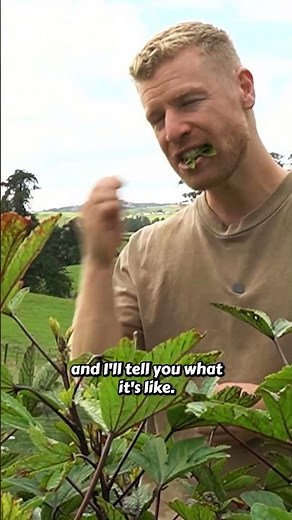 Roselle: The Edible Beauty That Packs a Flavor Punch! 🌸