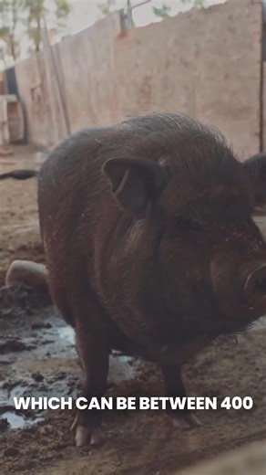 Kunekune Size: You’ve Been Lied To