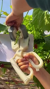 Grape planting carding process- Good tools and machinery make work easy #shorts #short #viral #fyp | Reels Daily