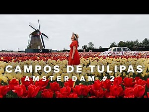 TULIPAS NA HOLANDA: CAMPOS DE TULIPAS EM LISSE, KEUKENHOF, O MAIOR JARDIM DE TULIPAS DO MUNDO