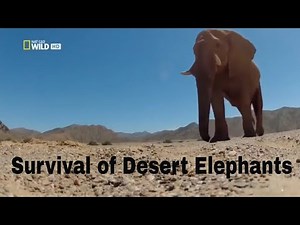 Amazing Namib Desert Elephants - National Geographic Documentary