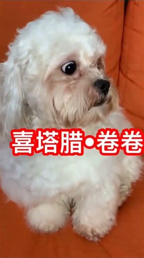 #shorts "The Palace: The Dog's Tale" Episode 2. The above is purely fictional, please don't take ...