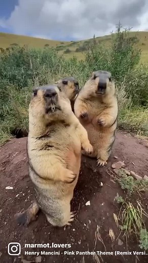 Adorable Chunky Groundhogs Exploring Wildlife Habitat