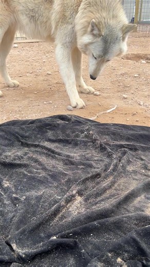 Caring for Wolves: The Sticky Side of Love