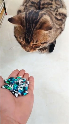 Bengal Cat 🐱 Crystal Shards ASMR ✨ Satisfying Reverse Video