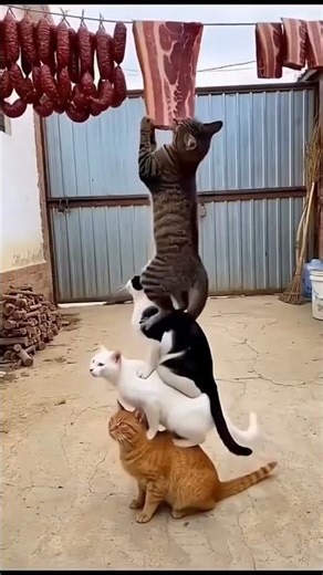 “Billi ko Doston ne de diya dhoka 😂💀” #laugh #comedy #funny #billi #cat