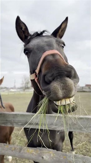 Look What’s Happening in the Stable - Horses Have Personalities Just Like People!🐴
